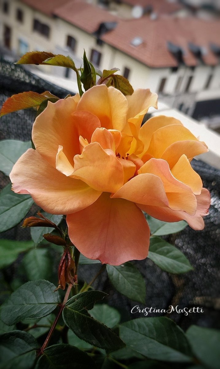 masetticristina's tweet photo. #photo #Topically #MondayMotivation
'She promised she'd dance with me if I brought her a red rose, cried a young heart-broken student.
But there's not one in this whole garden.'🧡https://t.co/HBJQrXIV2U
#LAlbaDiUnDiscorso
#VentagliDiParole
#ThePhotoHour
*Pic: My roses https://t.co/gF0QvAJYNb