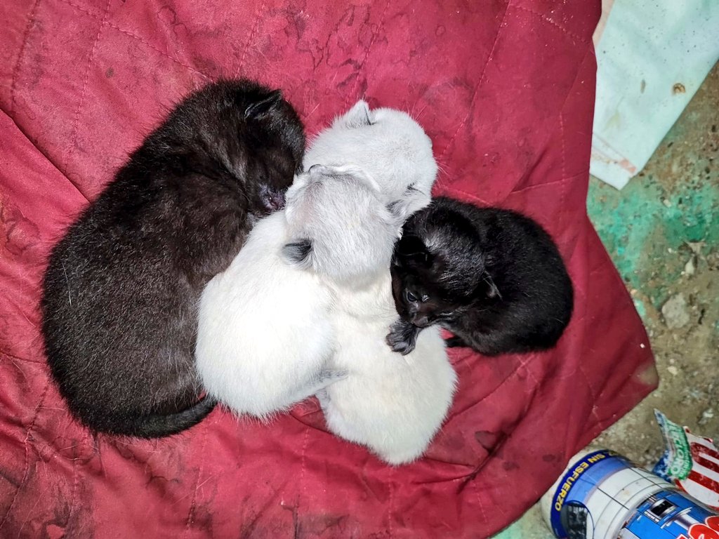 RebrotDe's tweet photo. Urgent! Gatets en adopció. Els majors, de mes i mig, ja mengen a soles. Els xicotets, de 2 setmanes, necessiten biberó. Viuen en males condicions, entre rates i productes agroquímics. Estan en perill. En #Catarroja (#València). Contacte: 661746784. RT 🙏 Gràcies! https://t.co/fcDAp9ycZH