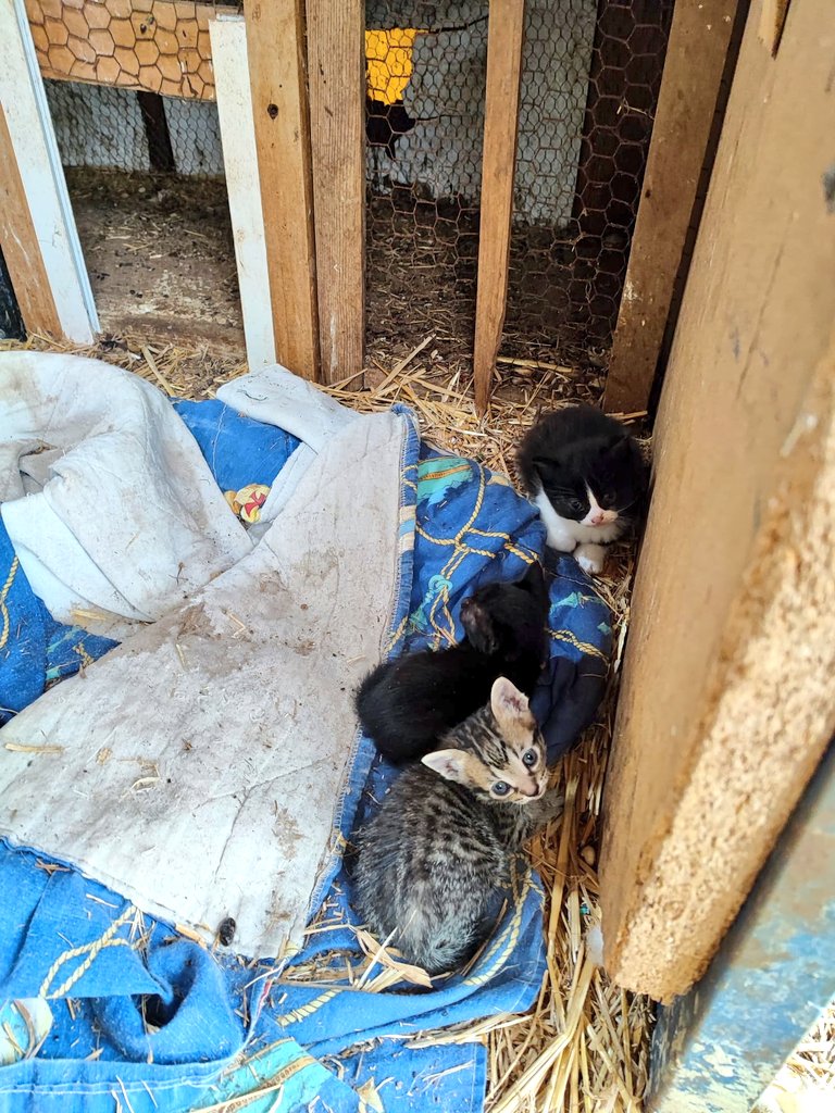 RebrotDe's tweet photo. Urgent! Gatets en adopció. Els majors, de mes i mig, ja mengen a soles. Els xicotets, de 2 setmanes, necessiten biberó. Viuen en males condicions, entre rates i productes agroquímics. Estan en perill. En #Catarroja (#València). Contacte: 661746784. RT 🙏 Gràcies! https://t.co/fcDAp9ycZH