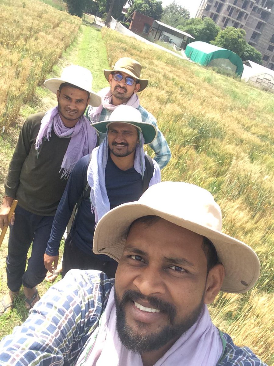 Gurjeet_AgSci's tweet photo. PhD Scholars##WheatBreedingField @PAU_LDH , Punjab India with @SantoshGudi5 and last two #FreshPhD Scholars #PBG #Department https://t.co/5Zwky8CO0r