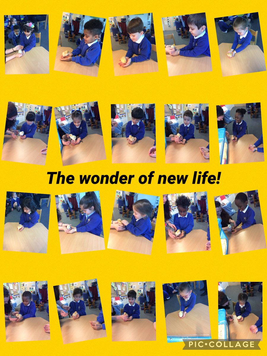 EYFS2stannes's tweet photo. Reception were so kind and gentle holding our baby chicks! https://t.co/HkD7YRLWN5