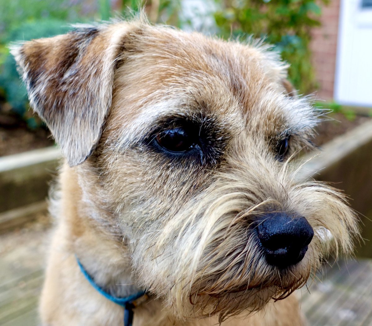 RohanTheBT's tweet photo. Mr Mike here pals. Some very sad news I’m afraid. Today Poppy and I said goodbye to dear Frank. In recent weeks his condition had deteriorated despite the various drugs prescribed by the vets. He is now at peace with Ro and other pals over 🌈 bridge. https://t.co/xyN42wMqR6