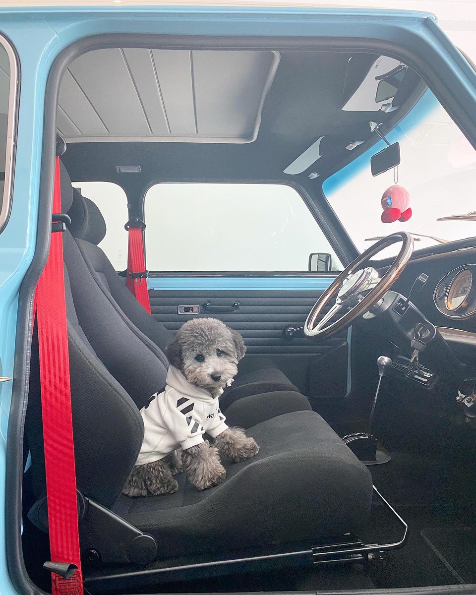 MINI_Turkiye's tweet photo. Hayatı ilginç kılan farklılıklarımızdır. 🙌🏻 Dünya Sokak Hayvanları Günü kutlu olsun.
#BigLove #MINI #MiniKlasik #MINI3Kapı #DünyaSokakHayvanlarıGünü https://t.co/QzkojSLA5o