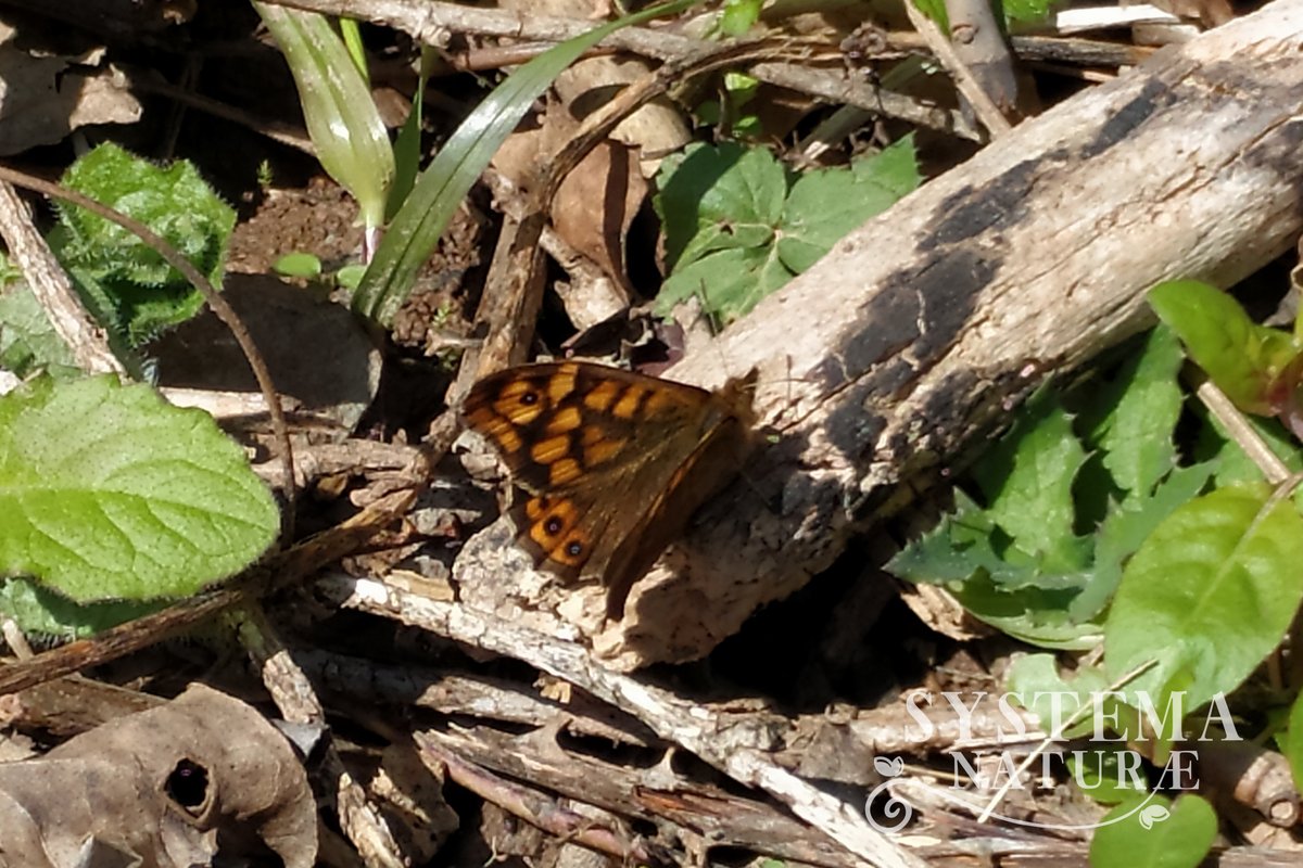 MatuteNaturae's tweet photo. Vemos el cielo prácticamente despejado desde Systema Naturae #MatuteNaturae 🌤️. Ni rastro de nieve. Volvemos a ver los caminos ya casi secos y las mariposas alimentándose en las flores #Parargeaegeria #Pierisnapi #Matute #RetoDemográfico @DoradoAlex @MAmbienteRioja @ConchaAndreu https://t.co/qHhf0PDeNj