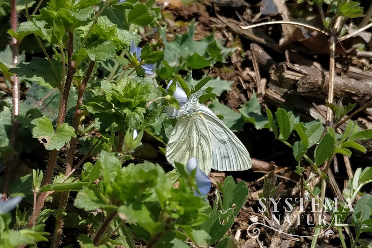 MatuteNaturae's tweet photo. Vemos el cielo prácticamente despejado desde Systema Naturae #MatuteNaturae 🌤️. Ni rastro de nieve. Volvemos a ver los caminos ya casi secos y las mariposas alimentándose en las flores #Parargeaegeria #Pierisnapi #Matute #RetoDemográfico @DoradoAlex @MAmbienteRioja @ConchaAndreu https://t.co/qHhf0PDeNj