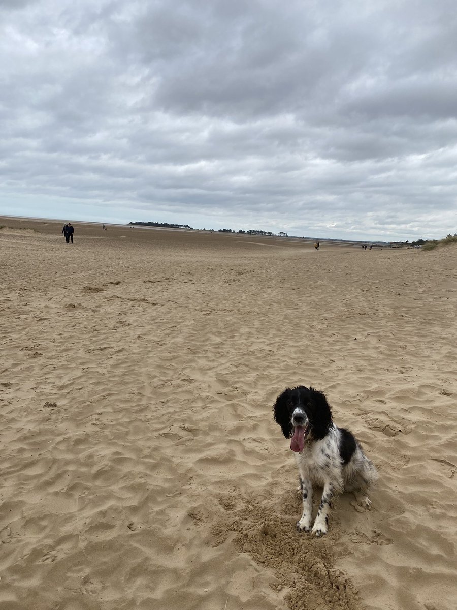 Lewis Ryan tweet media