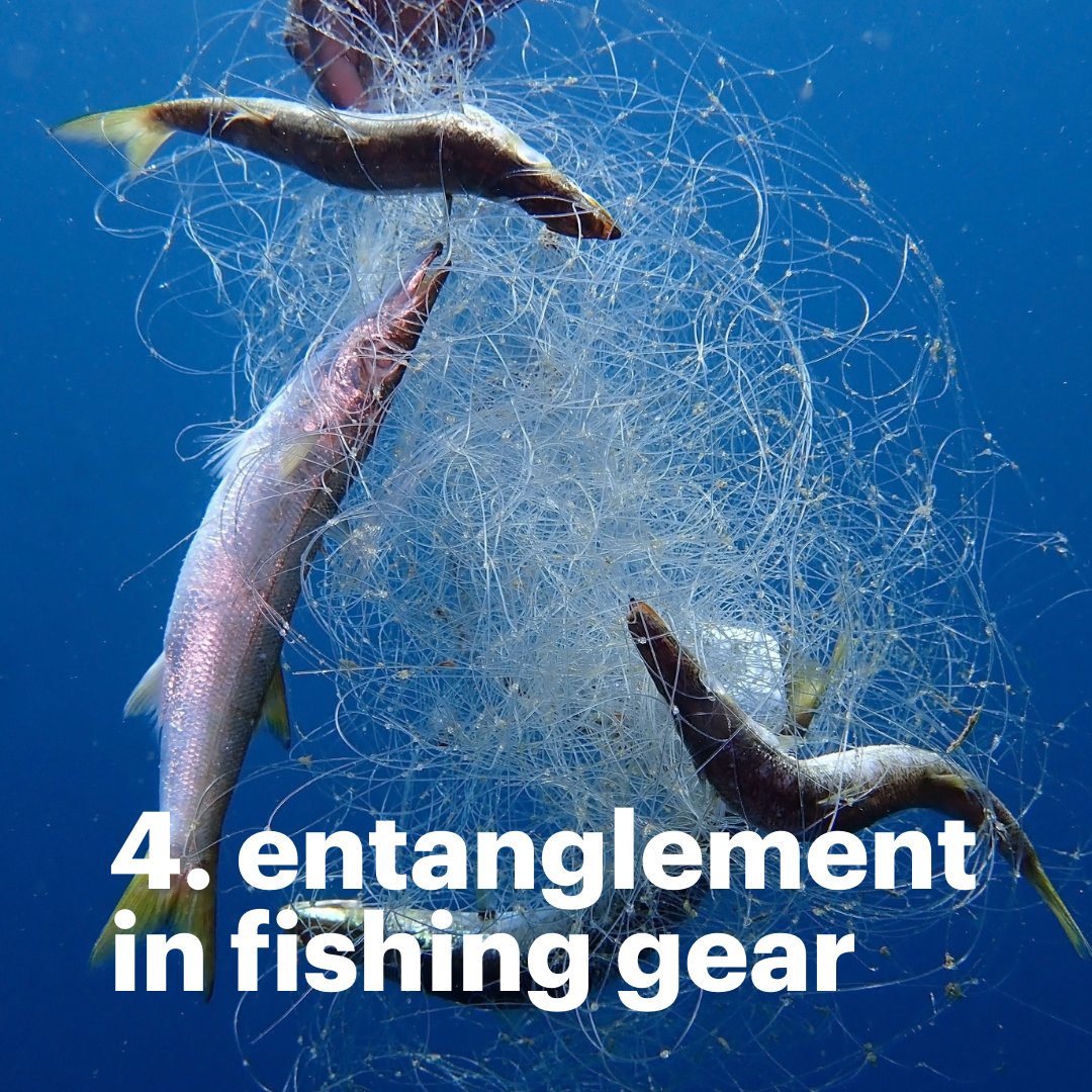 ifaw on X: 4. Entanglement in fishing gear: Marine animals such
