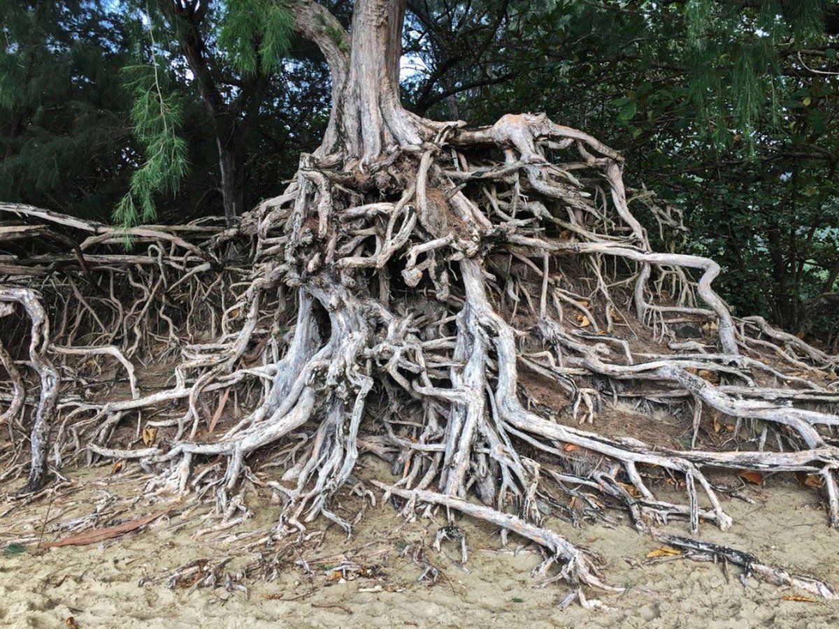 DonPJenn's tweet photo. Rivers, blood vessels, tree branches and tree roots. https://t.co/roR324Ekb3