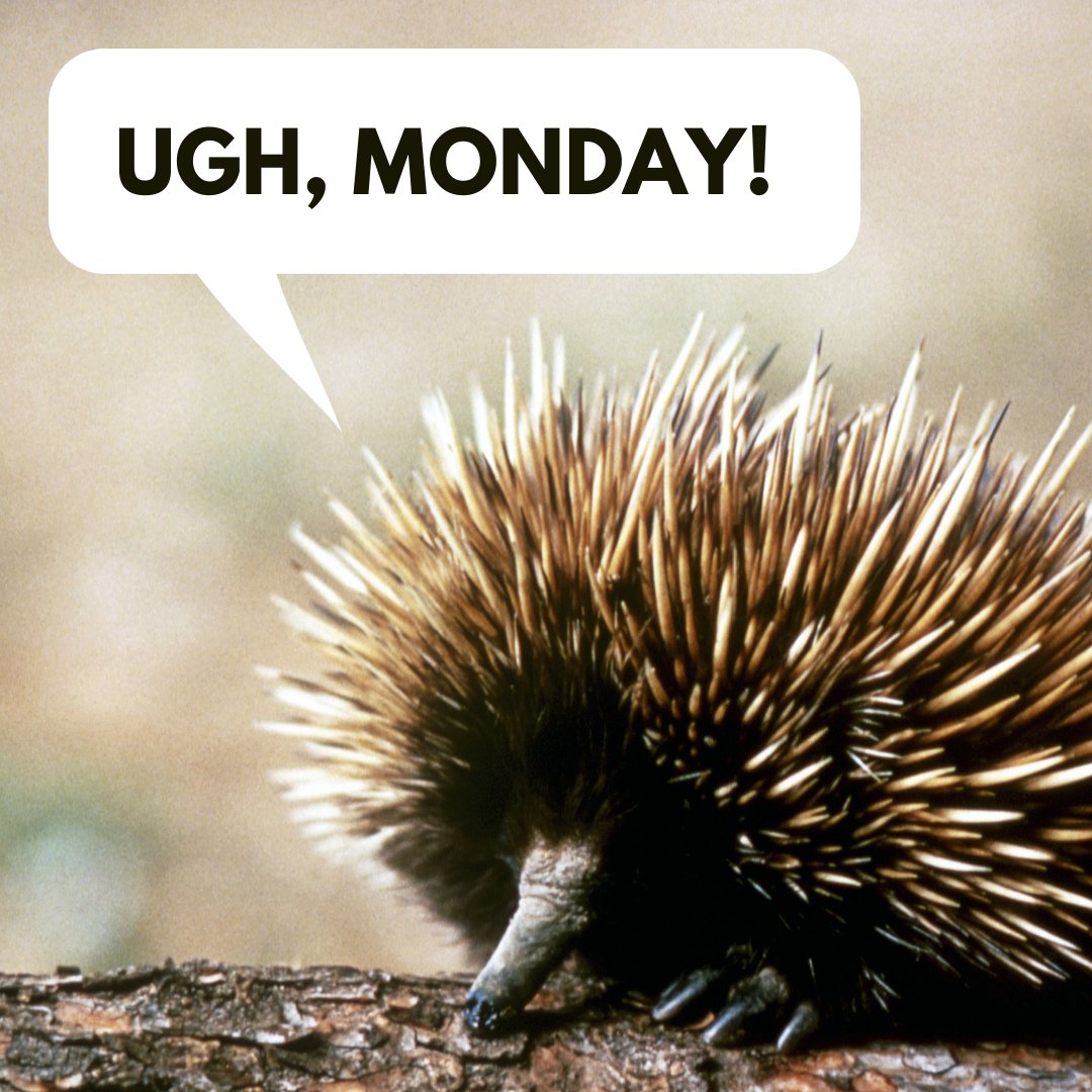debimelchert's tweet photo. Sometimes 2 days for the weekend really isn't enough!
#realestate #realtor #georgiarealtor #southestgeorgia #mondays #moreweekendtime #idratherbeatthebeach #tiredrealtor #realtorlife https://t.co/q1s7RsSFQW