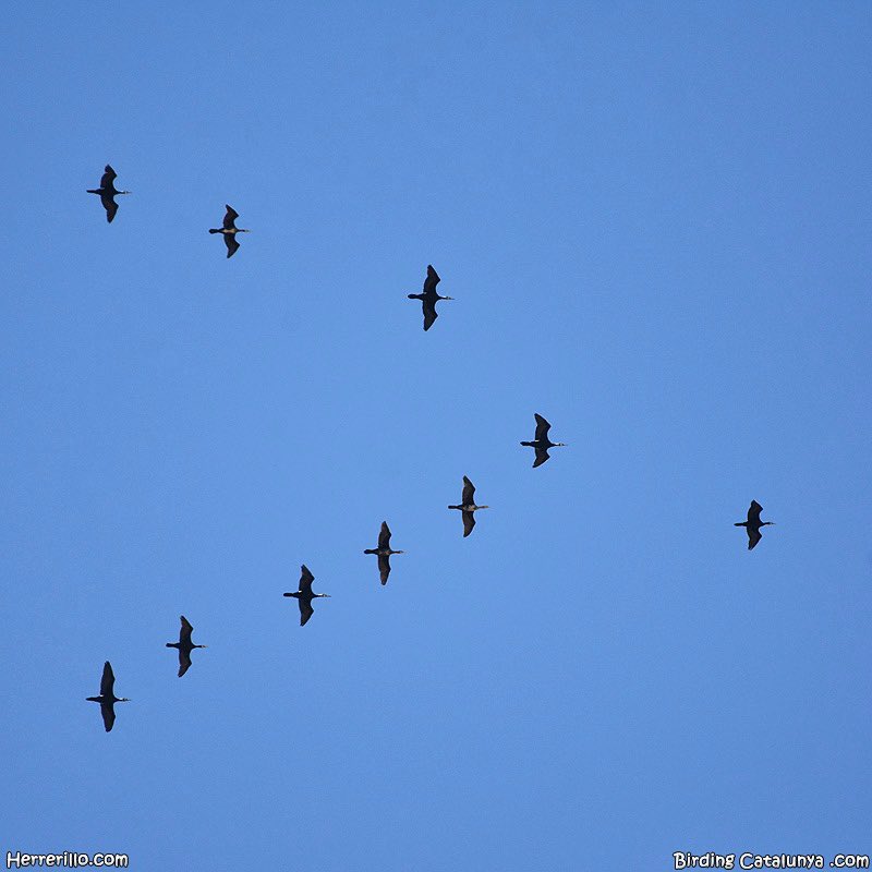 Son días de movimiento de cormorán grande (Phalacrocorax carbo)