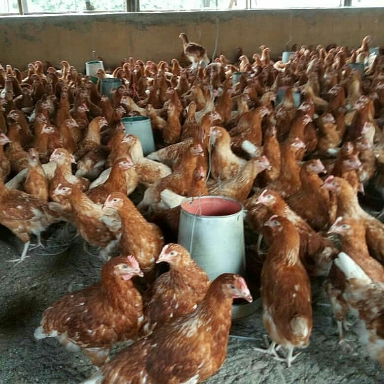 edobong_akpabio's tweet photo. Business Opportunity!!!

3000 point of lay pullets urgently needed in Ibadan
Kindly PC or call 08115018997 if you can supply. https://t.co/1duqCOxN7x