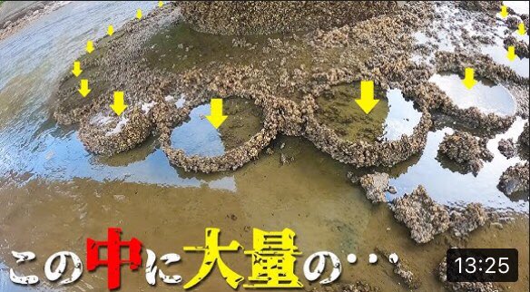 muscles_power's tweet photo. #釣りいろは #AriakeSea #Tidehunting #Fishing #Mudshrimp #MudSnail #MudClams #Mittencrab #SagaPrefecture #KashimaCity #HandNetFishing #Fish #Outdoors #Tide
@Kashimacity
Introducing the collection of ingredients on the tidal flats of the Ariake Sea.
https://t.co/BvanzEQAK5 @YouTube https://t.co/eq2rgiEXLU