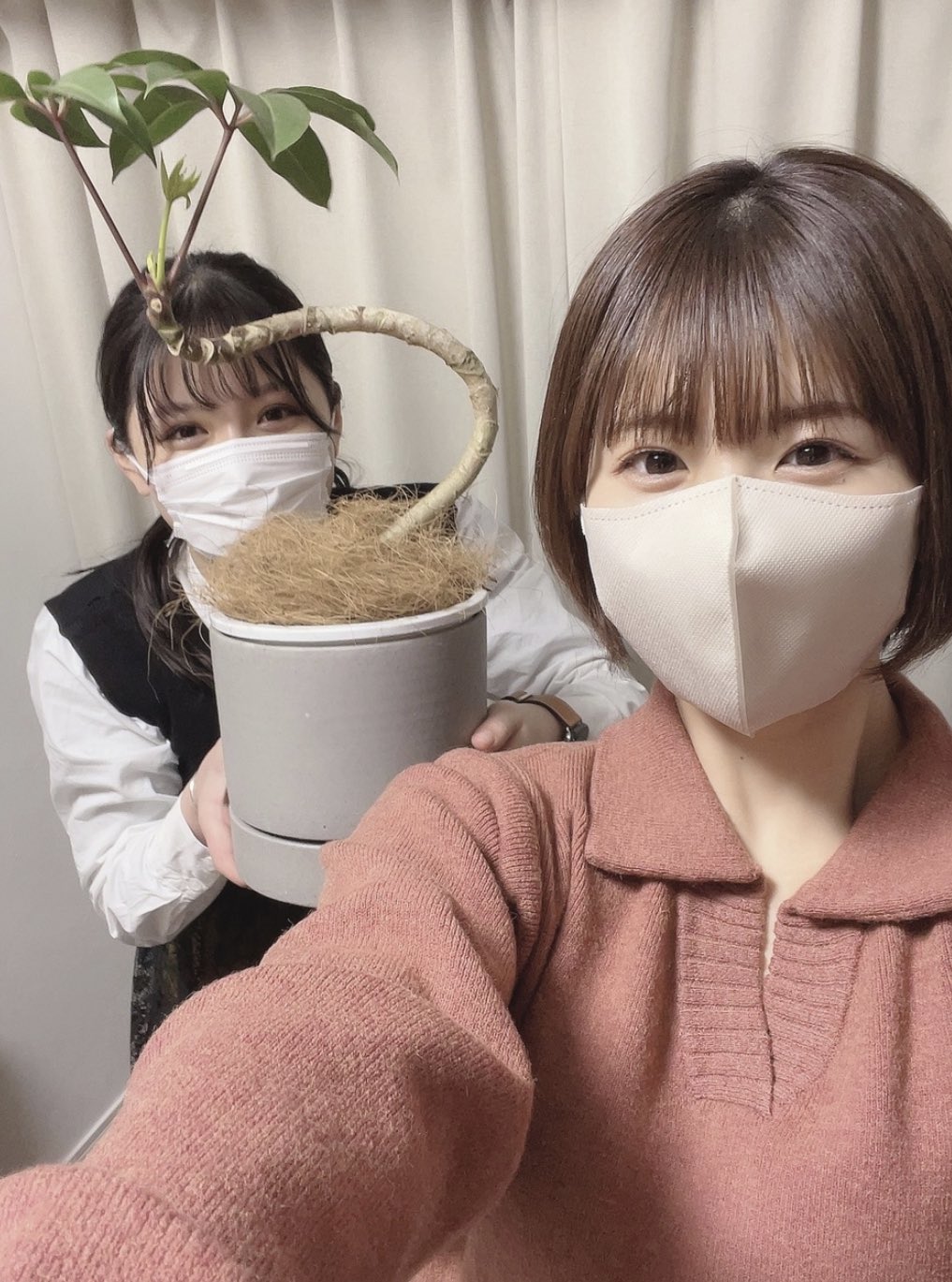 タルチキ侍 ツピタンサスの花言葉は 幸福 Konokablog T Co H3iiunpdhs Twitter
