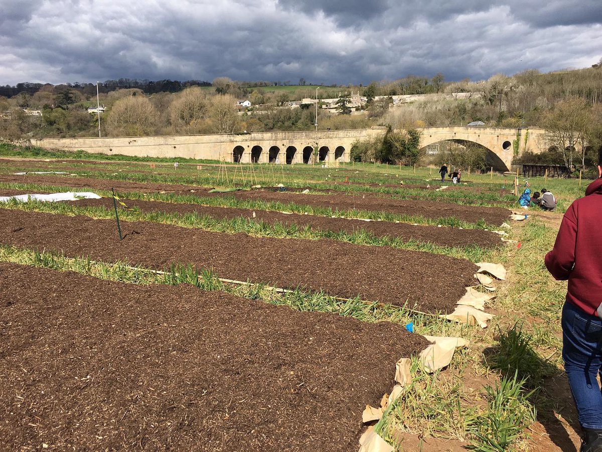 Had a lovely few hours yesterday chatting to a new cohort of allotmenteers, some seasoned, many just starting out. Congratulations again to @rootsallotments in Bath, advised in no dig by the inestimable market gardener @charlesdowding who cut the ribbon with the Mayor.