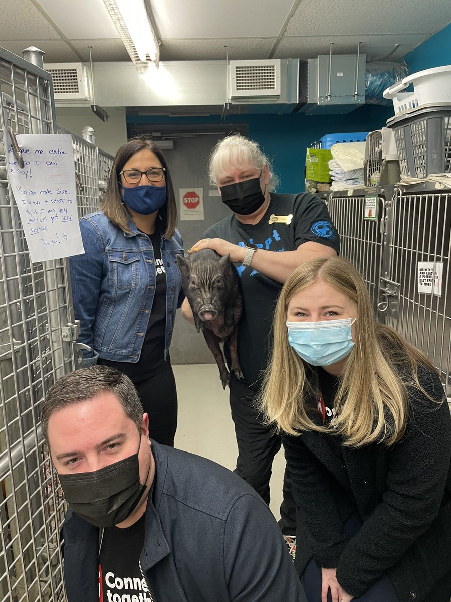ArmsBumanlag's tweet photo. Thank you to my friend @JoanneSoave and the crew from @WaveDirectHQ for donating a new Laptop for our intake department! They spent the morning with some furry friends. 

Second Chances Happen because of you at @windsorhumane. 🐈🐕🐾🦴 https://t.co/CJSD0vDYft