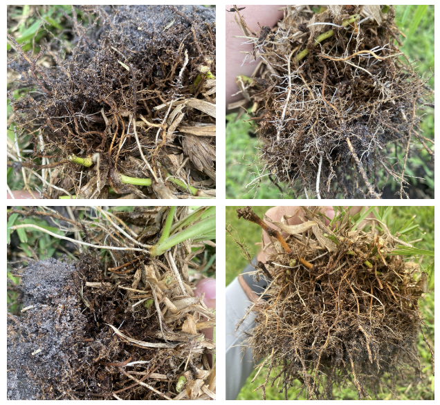 nanoyield's tweet photo. CXPro is proven to be an effective and flexible tool in building soil health and nutrient use efficiency throughout the turf season: https://t.co/pYfe72mUBU
#cxpro #sod #turf #triyield #aquayield https://t.co/9HPZAMs7b3