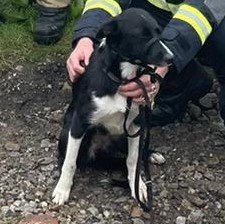 WYFRS's tweet photo. Paw-some work!
Today Cleckheaton White Watch rescued 13 month Collie Lexi who was 5m down a 20m cliff! 
Many of our firefighters are trained in animal rescue #NotjustFires 
The specialist rope rescue crew used a 2-line system &amp; animal rescue bag.  See pics here
🐶👨‍🚒❤️‍🔥 https://t.co/fDtPLIyRU4