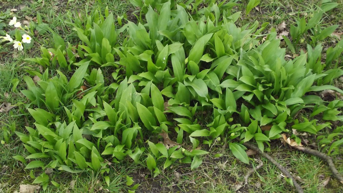 Found a lovely patch of wild garlic on my walk today.  2 Jars of pesto and a frittata for lunch.