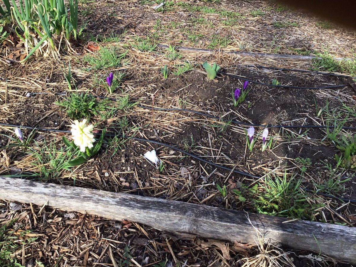 TeamHafner's tweet photo. Checking the progress of our fall planting and signs of spring!
@ParkadePanthers https://t.co/e1aUPYGx6P