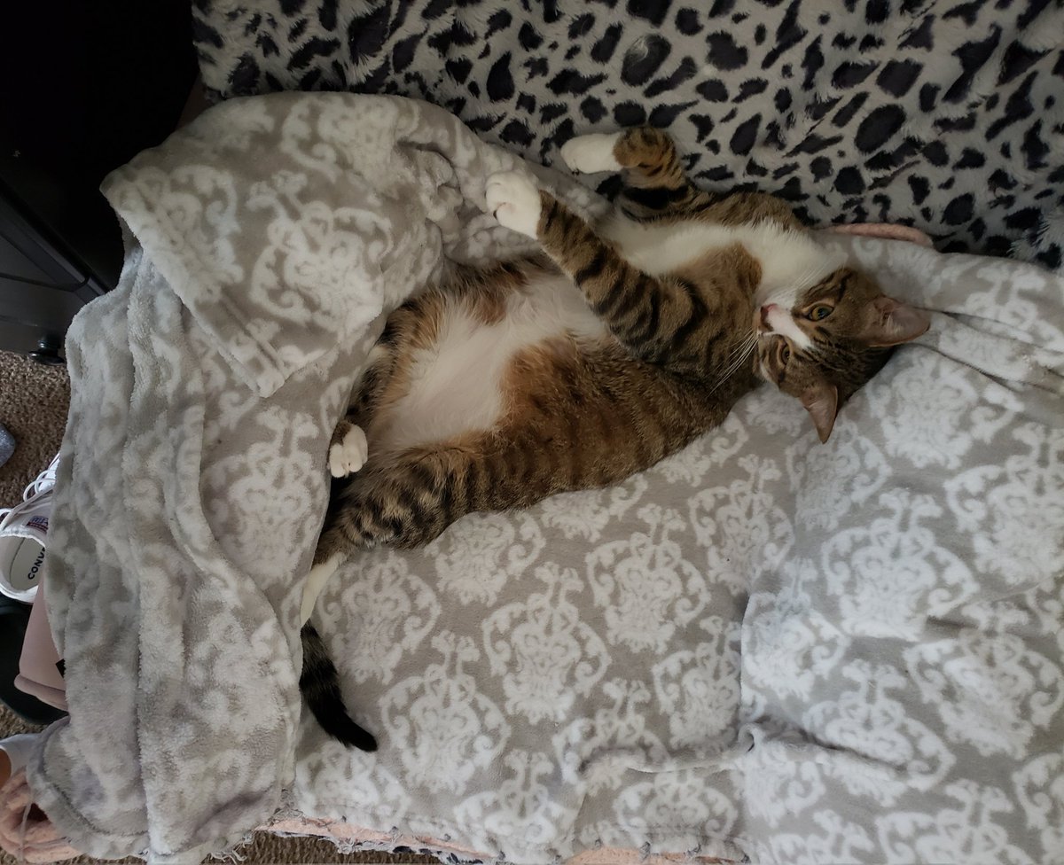 SoberNow112521's tweet photo. Well hello there. #GeorgeCat https://t.co/GGfymK4tWt