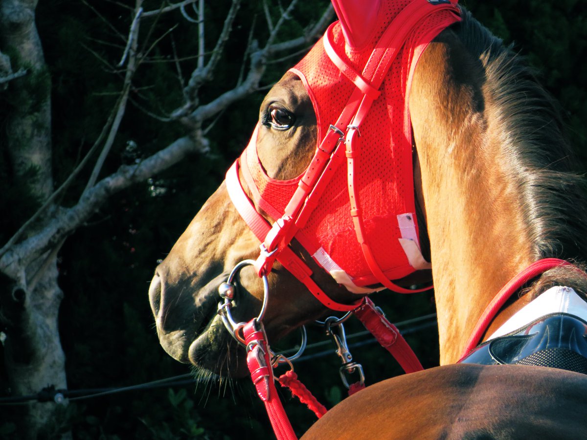 ミカエリビジンなムスメチャン
本当この子綺麗になって…!!🥺
