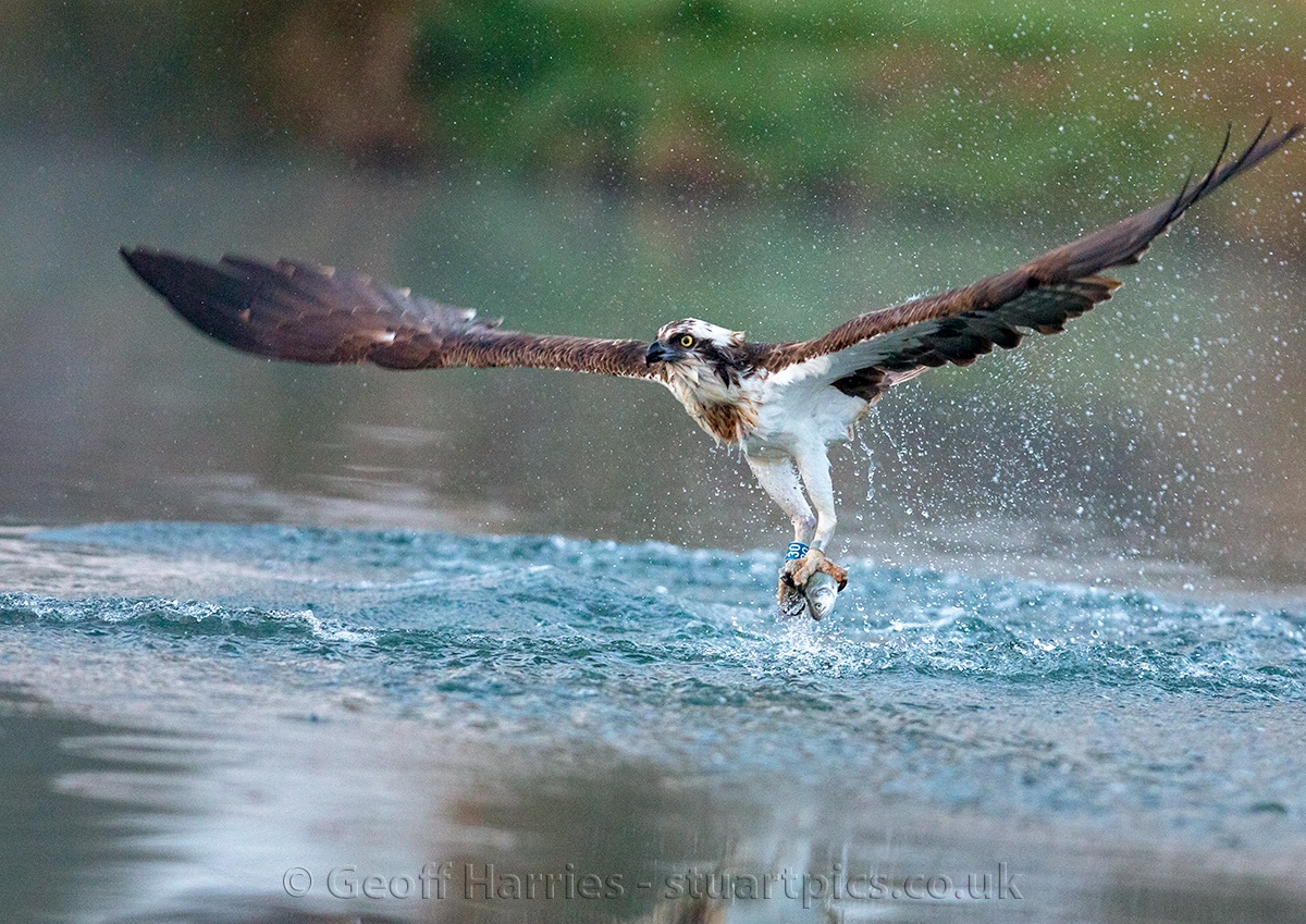 Osprey 30 fishing in the early morning at Horn Mill fish farm. Always an exciting experience when a returning osprey has the first dive of the season and catches a fish. <a href="/GwashOspreys/">River Gwash Ospreys</a> <a href="/rutlandospreys/">Rutland Ospreys</a> #ospreys #photography
