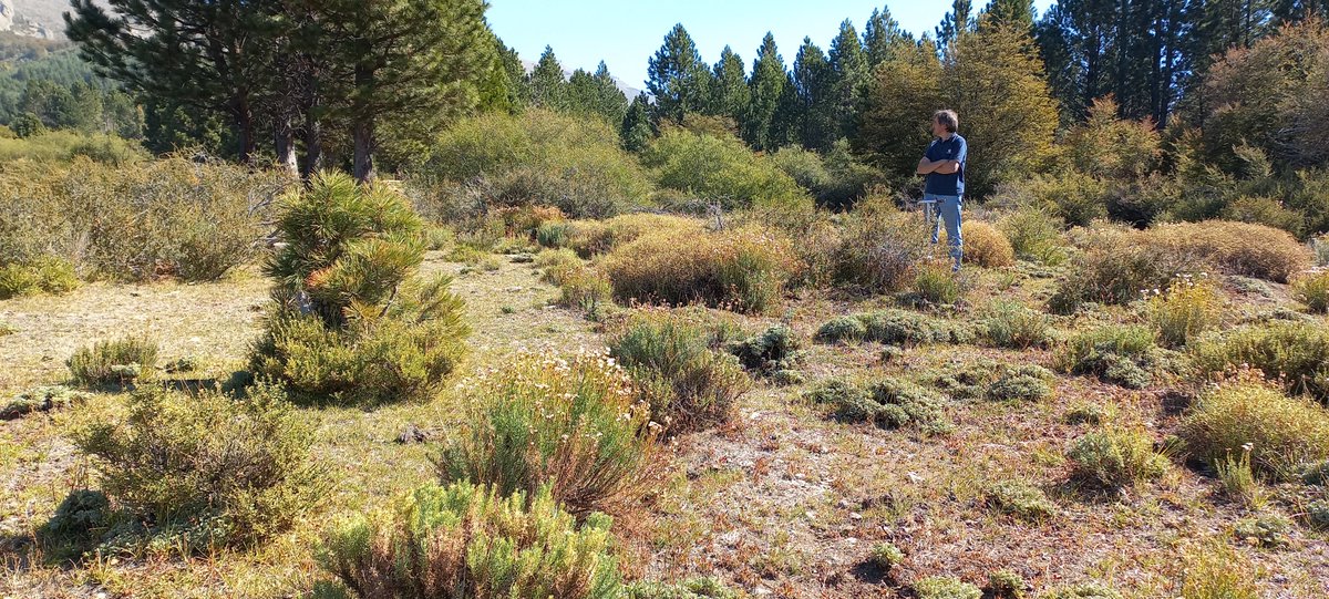 Muestreo de #suelo en #patagonia para analizar la capacidad de las #bacterias #metanófas en laboratorio. Esto es parte de la tesis de <a href="/eze_teran/">Ezequiel Terán</a> . Abro hilo.
#EcologiaForestalTandil