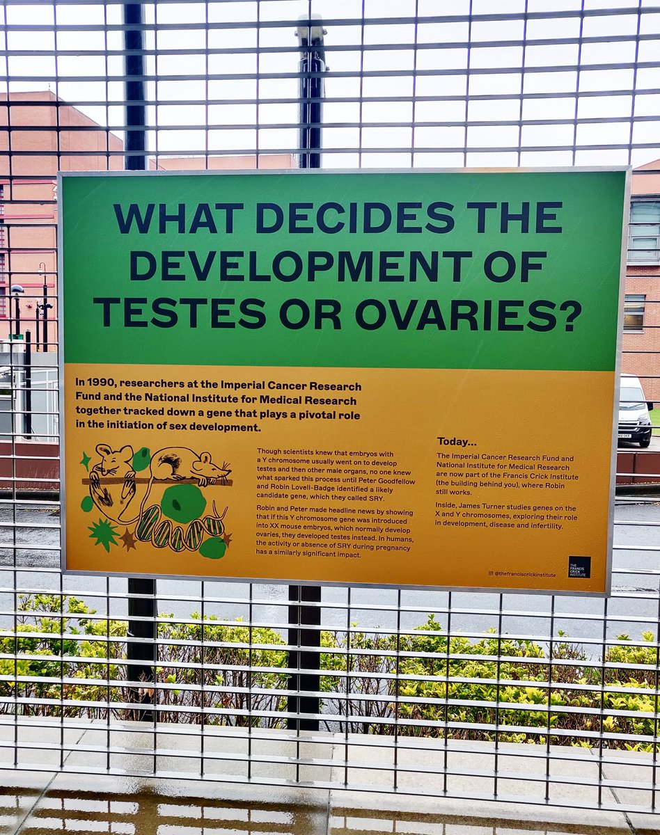 😄Our lab topic is featured on Dangoor Walk just outside <a href="/TheCrick/">The Francis Crick Institute</a> 🐭#sexdetermination 🚶walk by to discover more about the amazing science going on in our institute! #thecrick