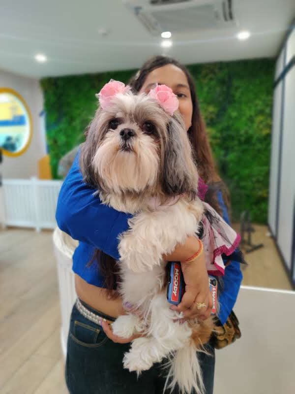 ziglyforpets's tweet photo. Meet our party puppers!
They came, sniffed, played, and had a lot of fun while adding unlimited cuteness to our store.
Photo dump toh banta hai woof!
.
.
.
#zigly #ziglyforpets #DogsofTwittter #dogsparty #pupperparty https://t.co/Cktxq90KYL