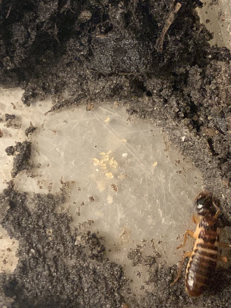 ErinLCole's tweet photo. OMG my Macrotermes bellicosus incipient colonies have eggs ��😁 #termites #ERC_research #kuscience #entomology https://t.co/tLHHbl2chD