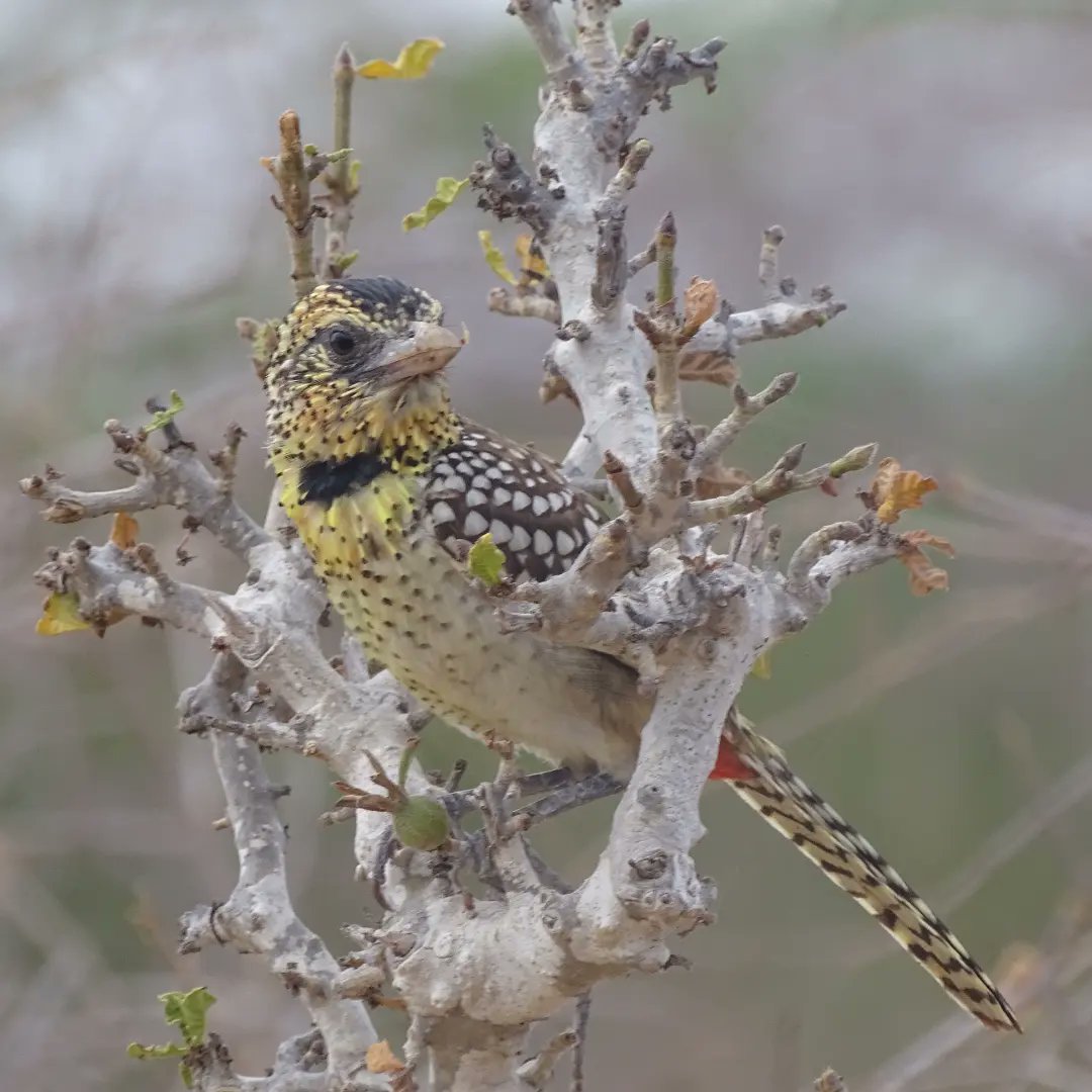 nomad_birder's tweet photo. D'Arnaud's Barbet.
#BirdsSeenIn2022 #birdwatching #birds https://t.co/kX8HnfljsA