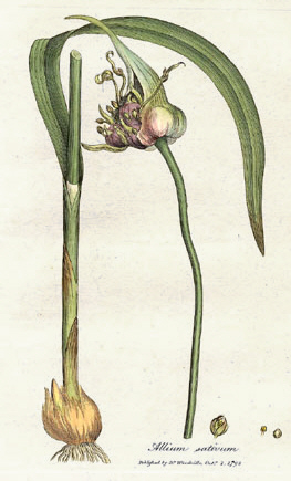 Health Tip: Did you know eating Garlic can actually IMPROVE your lung health?! Garlic reduces inflammation, and even fights infection!  At Superior, we're all about keeping lungs safe and healthy, which is why when it comes to health hazards like #asbestos, we are here for you!