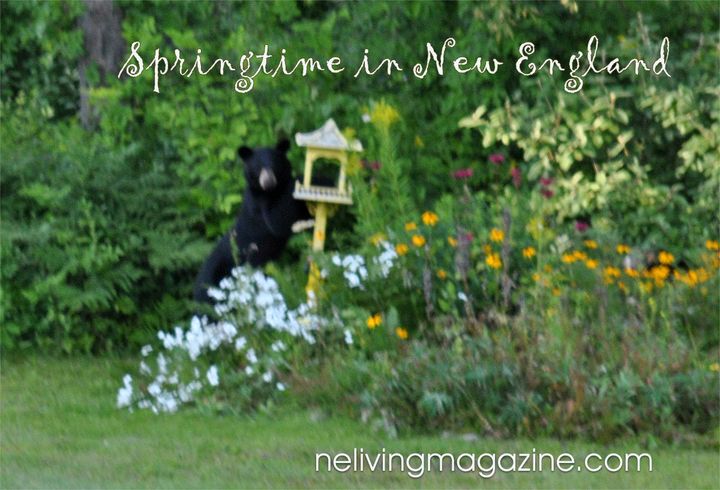 NELivingUS's tweet photo. Dreaming of Springtime in New England - https://t.co/KxN7FoHpuC #springtimeinnewengland #newenglandspring #Spring2022 #springrun #springflowers #springliving #whitemountains #Vermont #Maine #Berkshires #NewHampshire #BlackBear #NewEnglandInns #NewEnglandVacations https://t.co/v0a8uLaLtV