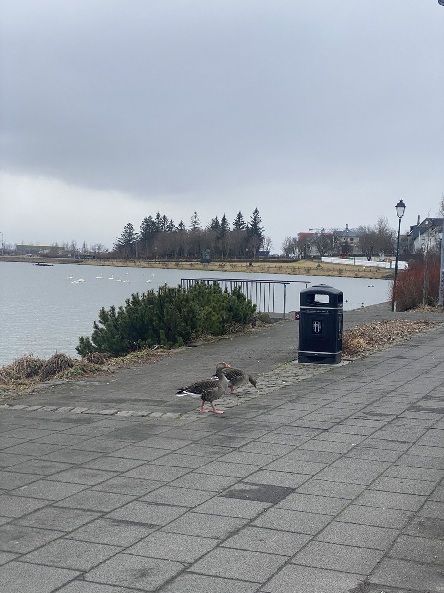veit ekki hvort ég sé hræddari við að ganga fram hjá gæsum eða unglingum