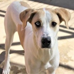 dfwpetsitting's tweet image. DFW Pet Sitting is presenting Pet of the Week - let's see if we know someone who'd be a great fit for Gigi!  🐕 ❤️ #dfwpetsitting #adoptapet wfy.ai/3K8RvO5