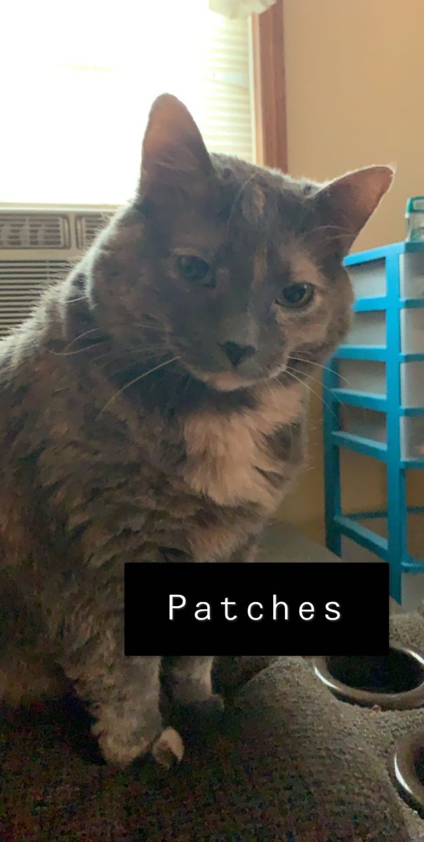 DanbyyTv's tweet photo. To anybody who can help. My cat is currently in the vet and we don't know what is exactly wrong with her. And we need help with vet fees, anything would help. I don't mean to sound rude or anything. But i don't know what else to do.  My cash app is $Danbyy and my PayPalis @Danbyy https://t.co/1OmzkivNSA