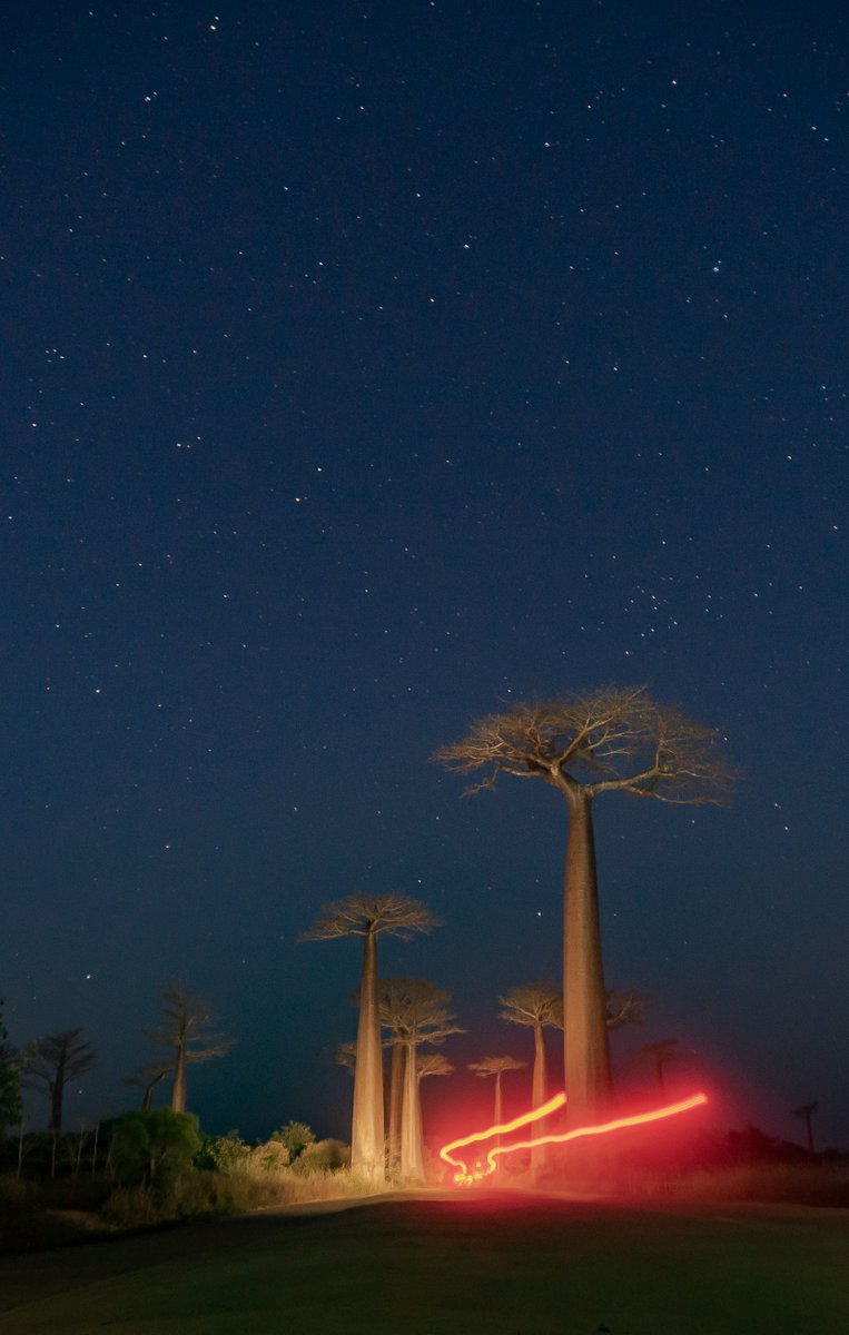 Baobab Avenue 🇲🇬

One of my favorite shot from my trip in Madagascar back in 2019. 

I will be posting my top 5 photos in the next 5 days.