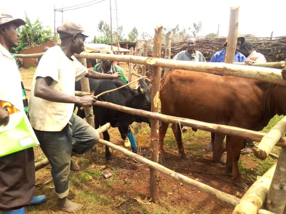 MagazineJimbere's tweet photo. 🐄 156 vaches des coopératives établies dans différentes zones de la commune #Bugendana (@Gitega) ont été inséminées durant la semaine du 28/03-02/04 avec l'appui du projet #Prodefi en cours d'achèvement. Les éleveurs saluent cette contribution https://t.co/ix3lG3H5YF
#Burundi https://t.co/SFDE7mTFQR
