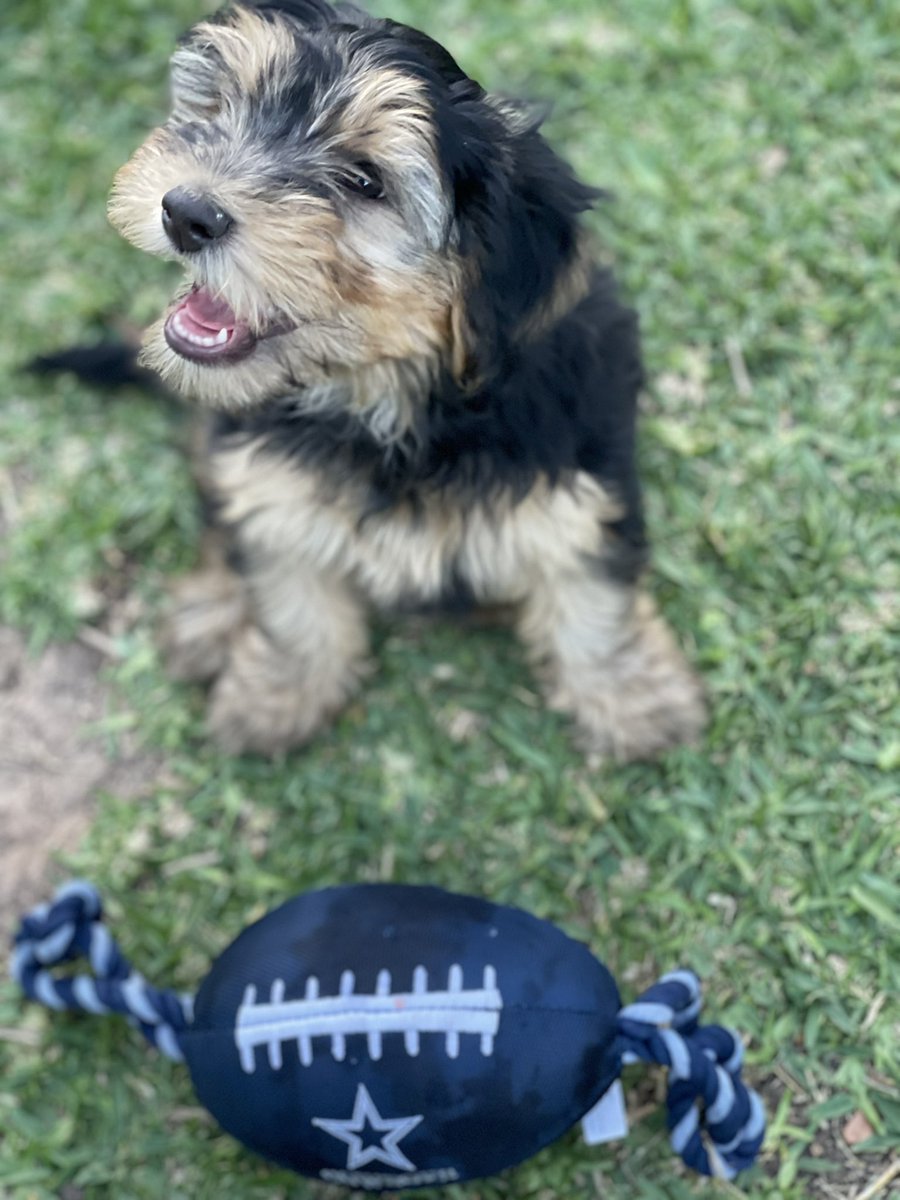 jroxhan's tweet photo. @dallascowboys @DallasCowboysPR I’m thinking Reese The Yorkie Poo will make an excellent addition to the Puppy Bowl next year. He perfecting his tackling and interception skills daily. https://t.co/drtZezMVP0