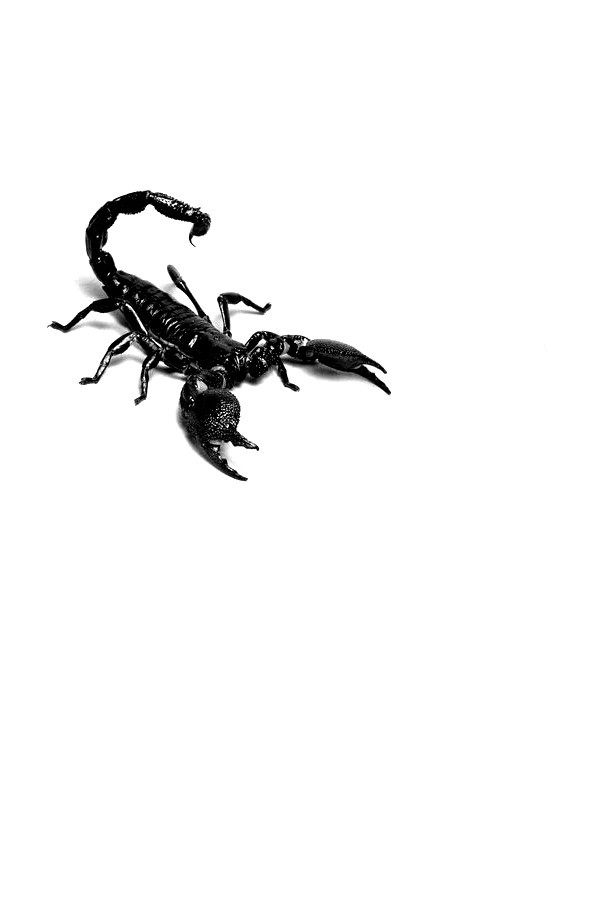 Chapeau❤️🖤 tweet media