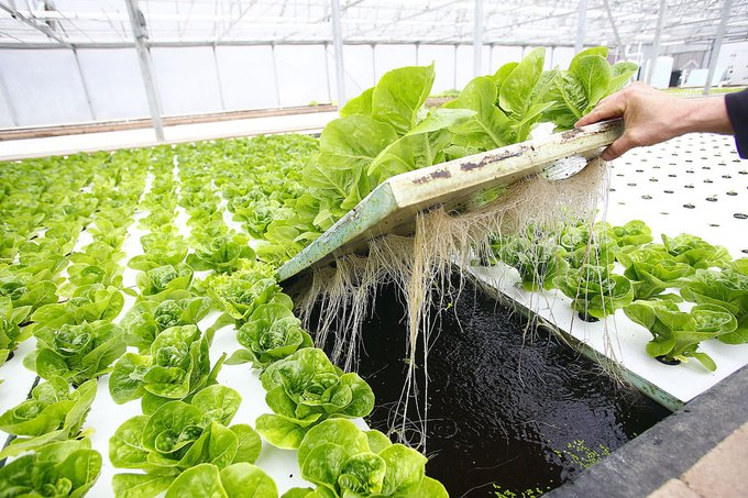 WorldlyHQ's tweet photo. AQUAPONICS Growing fish and vegetables together. The fish poo is the fertilizer. 

If grown in a greenhouse, then there is no need for herbicides or pesticides. Growing food without fossil fuels. https://t.co/L1634l7bCz