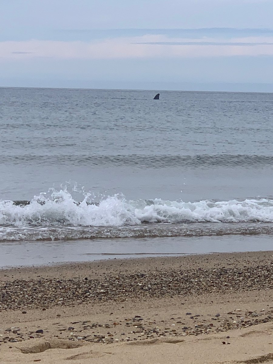 paularodflo's tweet photo. We were lucky yesterday, watching a North Atlantic right whale just by the shore in #racepointbeach #capecod 😍 https://t.co/nM9qjAcRRh