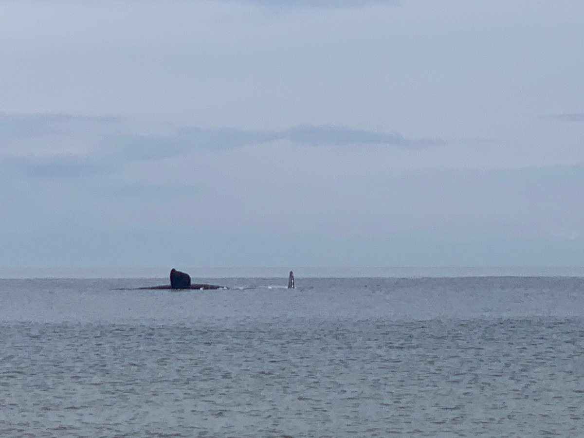 paularodflo's tweet photo. We were lucky yesterday, watching a North Atlantic right whale just by the shore in #racepointbeach #capecod 😍 https://t.co/nM9qjAcRRh