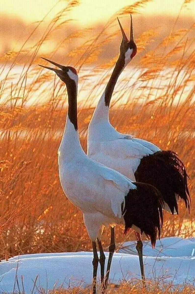 s_sertyurekli's tweet photo. https://t.co/pKApauMFzI