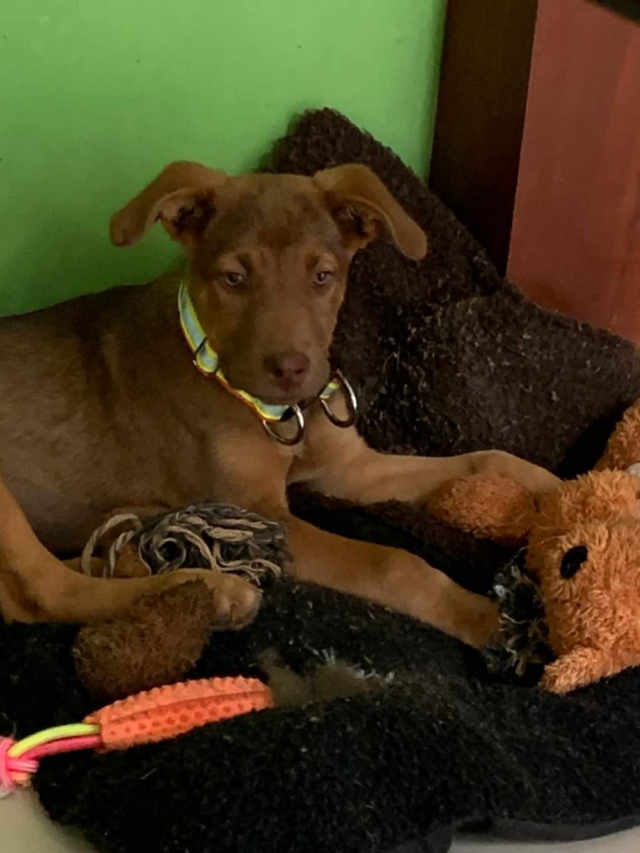 Beryz10's tweet photo. RT🙏
Adopta!
2 cachorros de Canelita buscan hogar responsable.

Características:
✅Machos
✅3 meses
✅Talla mediana a grande
✅Vacunados

Interesados en adoptar recuerden que es un compromiso para los próximos 15 años.
Si estás interesado escribe inbox o lamanadadepick@gmail.com https://t.co/ugN0kwWHyV