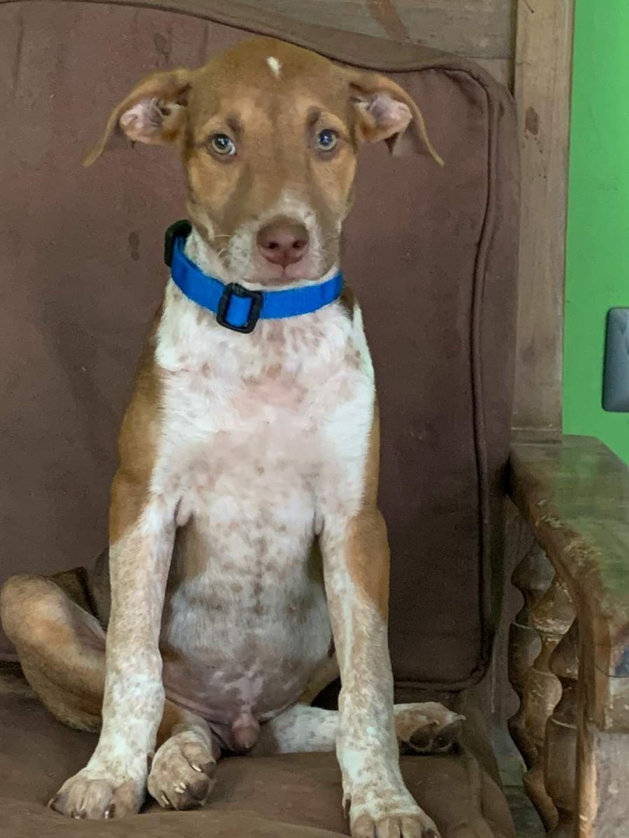 Beryz10's tweet photo. RT🙏
Adopta!
2 cachorros de Canelita buscan hogar responsable.

Características:
✅Machos
✅3 meses
✅Talla mediana a grande
✅Vacunados

Interesados en adoptar recuerden que es un compromiso para los próximos 15 años.
Si estás interesado escribe inbox o lamanadadepick@gmail.com https://t.co/ugN0kwWHyV