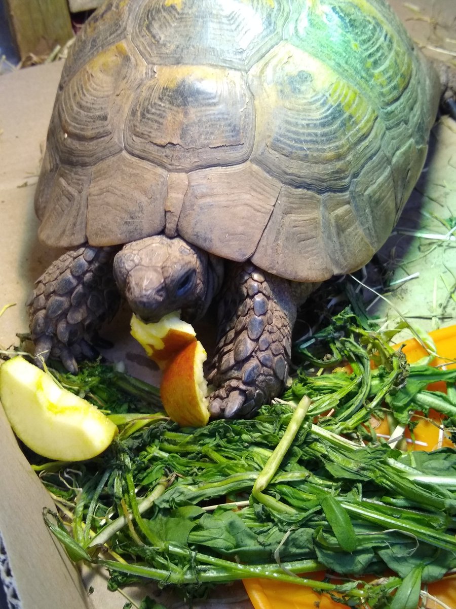 Image how good apple must taste after six months asleep. Good morning Putzi.