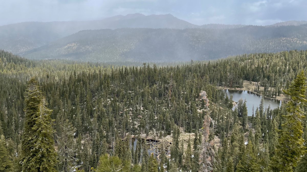 PacificForest's tweet photo. PFT has committed to protecting and restoring nearly 10% of the Upper Trinity River watershed in an unusual partnership with MichiCal Timber Company and the Watershed Research and Training Center. More in our latest #ForestFlash.
https://t.co/HmnyhLyfCj https://t.co/5zVUqeYa5O