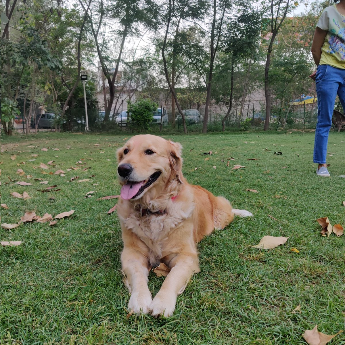 FablesofB's tweet photo. Beautiful evening 🥰
.
.
.
#diabetic #diabeticdog #GoldenRetrievers #femaledog #bellaisabitch #fablesofbella https://t.co/Hul6K4knwR