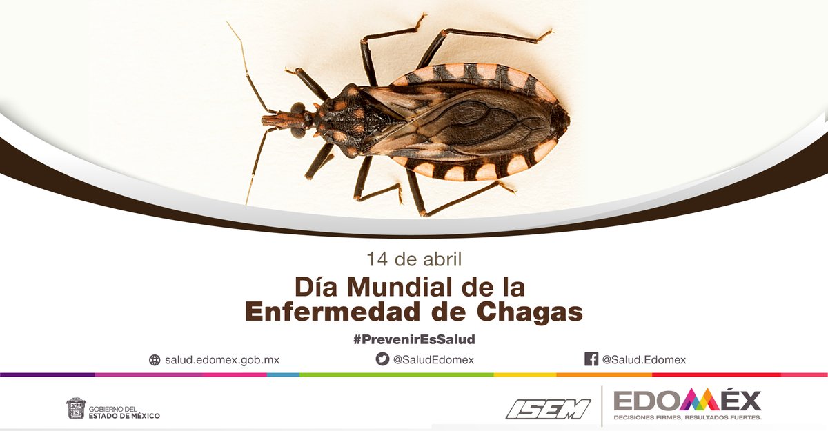 CMALopezMateos's tweet photo. 🧹🧺🧼🛁 La limpieza previene la aparición de la chinche besucona, responsable de la transmisión de la Enfermedad de Chagas. #PrevenirEsSalud https://t.co/wCjguVYle3